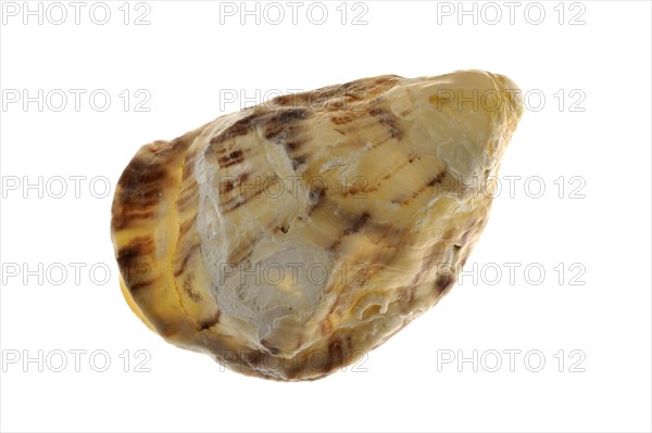 Pacific oyster