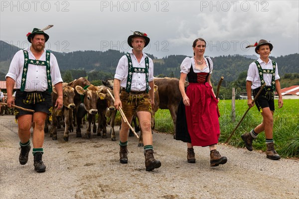 Group of shepherds leading cattle