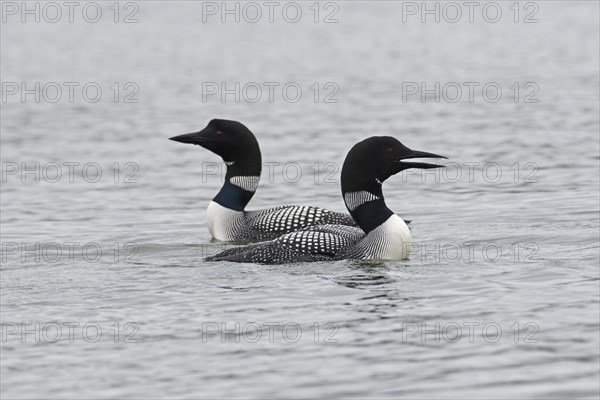 Common loon