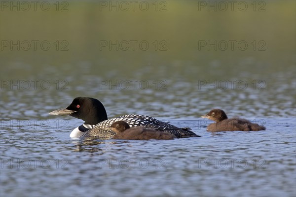 Common loon