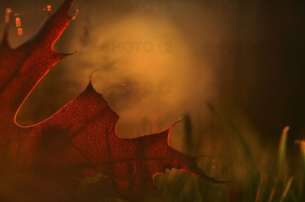 Fallen autumn leaf of northern red oak