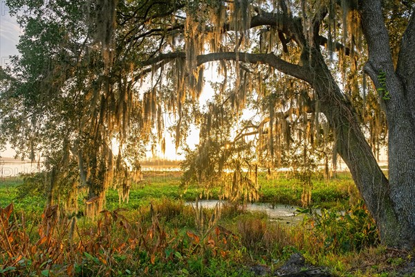 Southern live oak