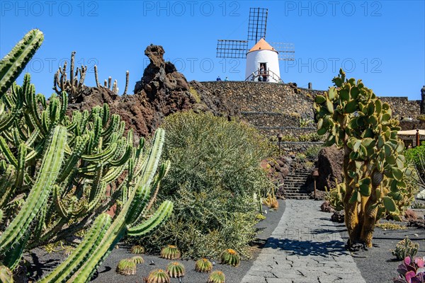 View through between cactuses