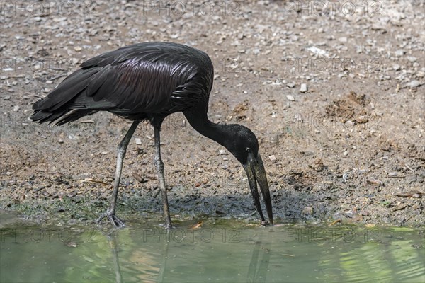 African openbill