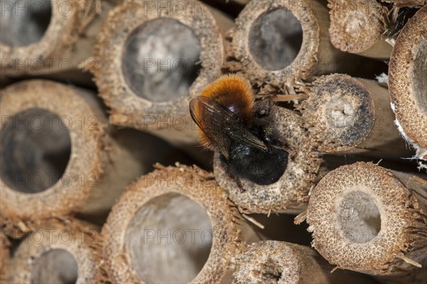 Mason bee