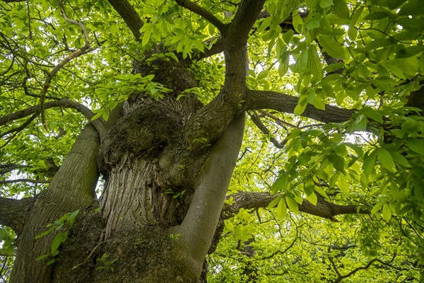 Sweet chestnut