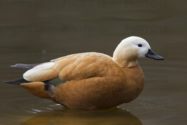 Ruddy shelduck