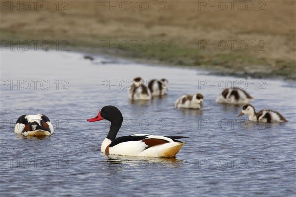 Common shelduck