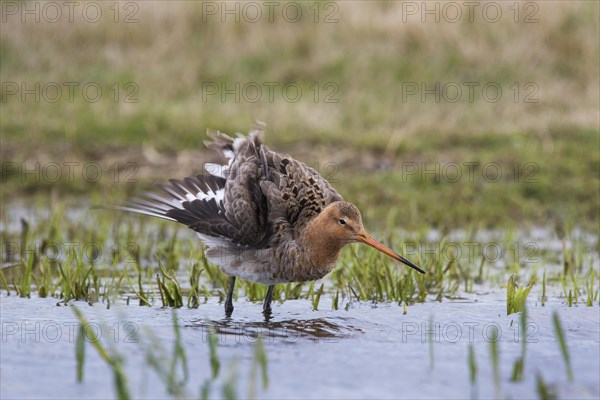 Black-tailed godwit