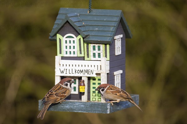 Two Eurasian tree sparrows