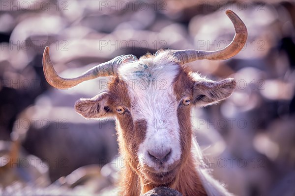 Changthangi or Ladakh Pashmina goat