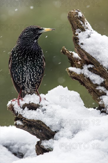 Common Starling