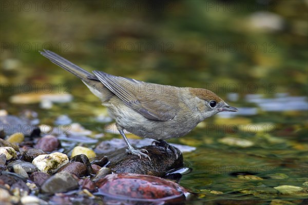 Eurasian blackcap