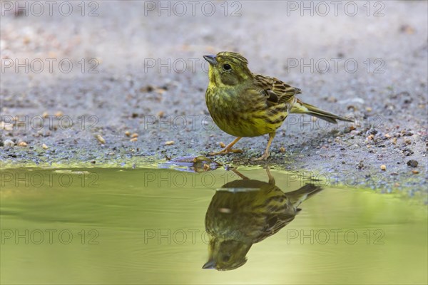 Yellowhammer