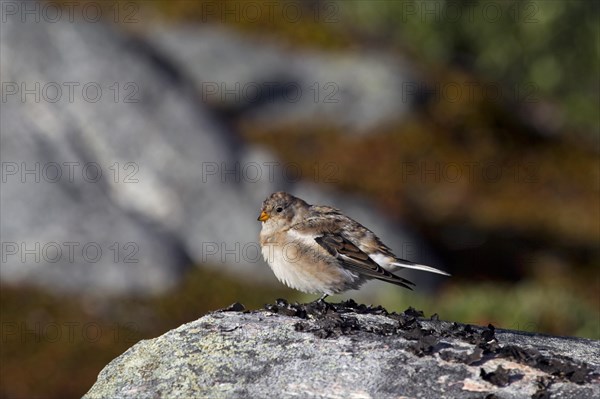 Snow bunting