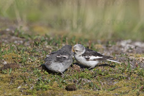 Snow bunting