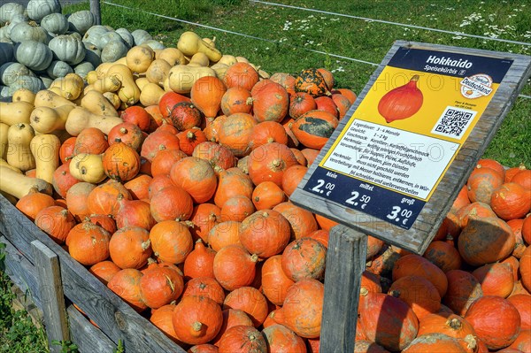 Outdoor pumpkin sale