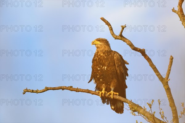 White-tailed eagle