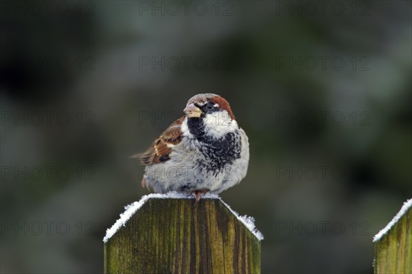 House sparrow