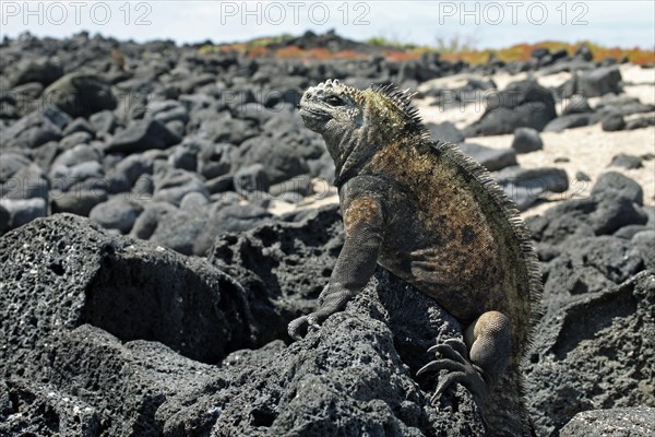 Marine iguana