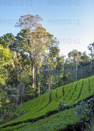 Tea plantation with trees