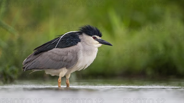 Black crowned night heron