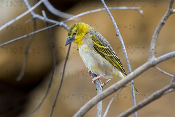 Village weaver