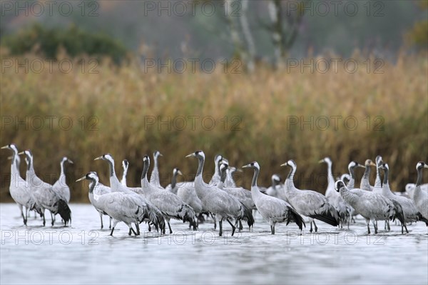 Flock of common cranes