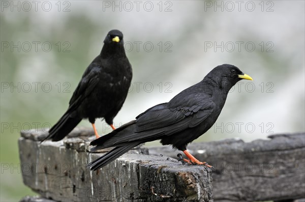 Alpine Choughs