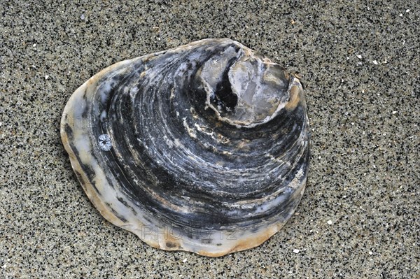 Common oyster