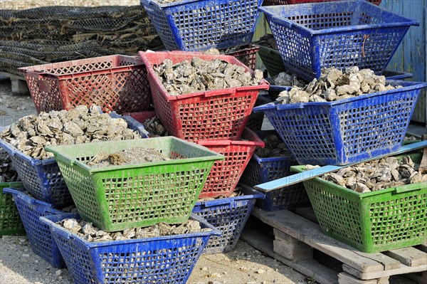 Plastic baskets with oysters of oyster farm at la Baudissiere near Dolus