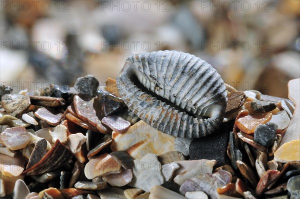 Arctic cowrie