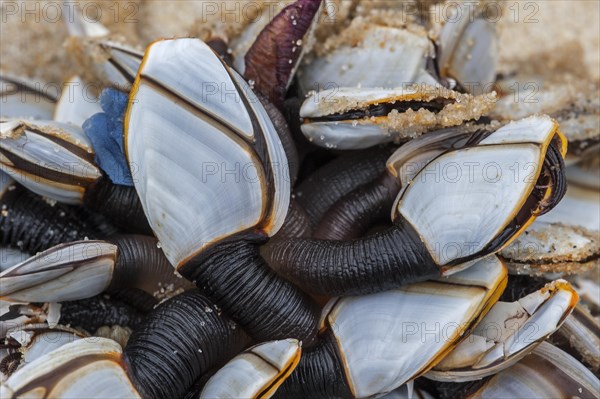 Common goose barnacles