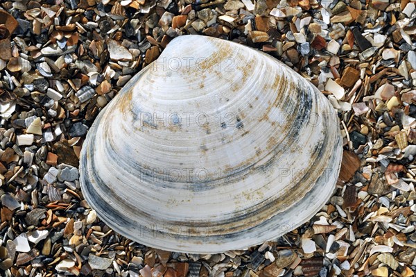 Rayed trough shell