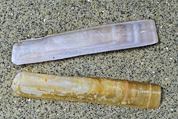 European razor clam