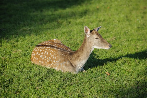 Fallow deer