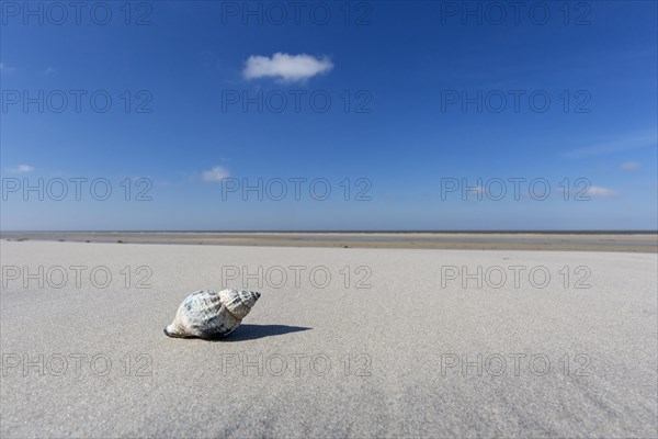 Common whelk