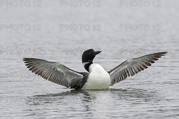 Common loon