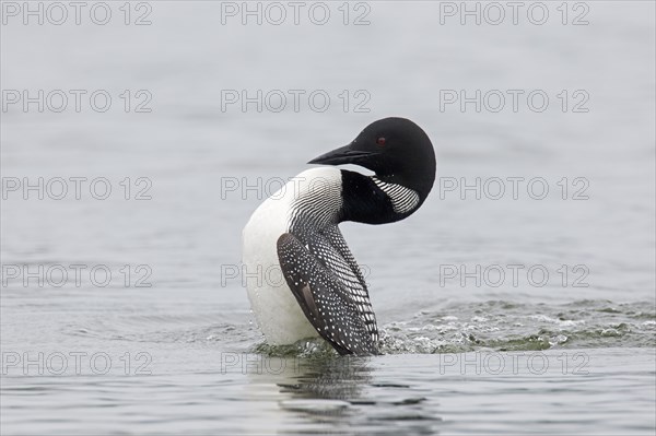 Common loon