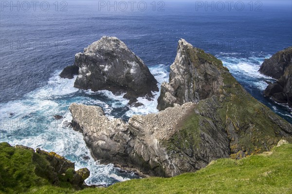 Northern gannet