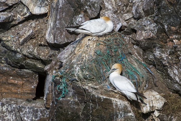 Northern gannet