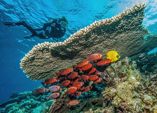 Diver looking at small shoal small group of reef bigeye common bigeye