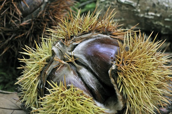 Close-up of spiny cupules containing nuts of Sweet chestnut