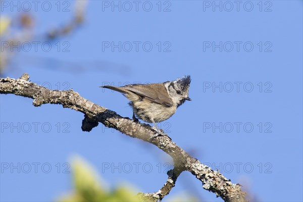 European crested tit