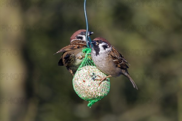 Two Eurasian tree sparrows