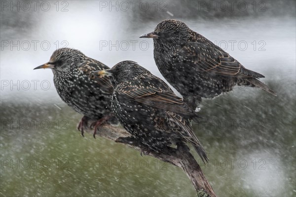 Common Starlings