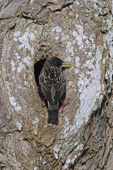 Common starling