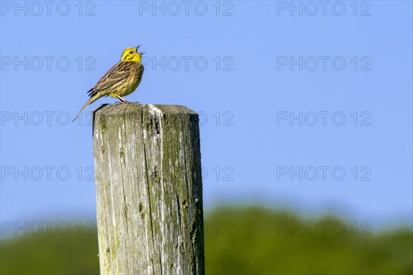 Male yellowhammer