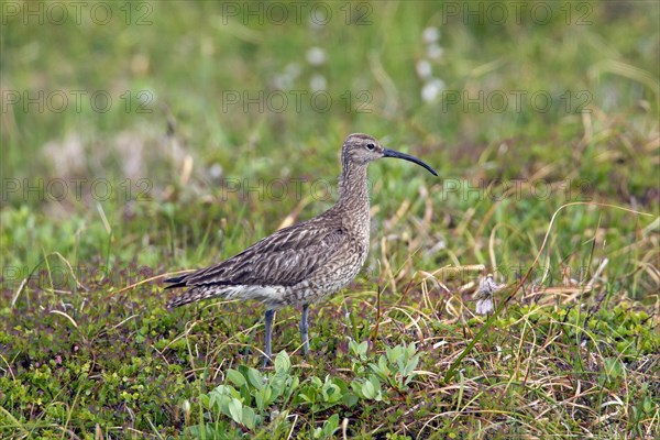 Eurasian whimbrel