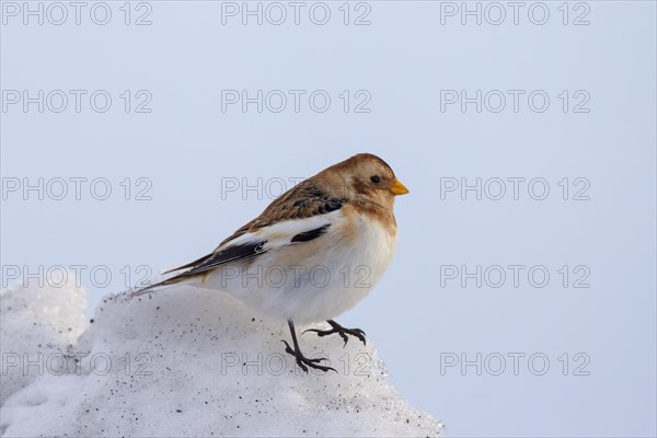 Snow bunting